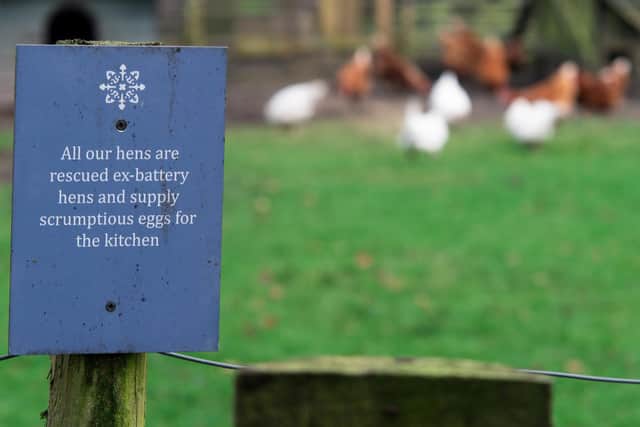 The hens have earned a reputation as prolific egg-layers for the Samlesbury Hall chefs, as well as supplying Dotties, the nations first dedicated wafflery.
