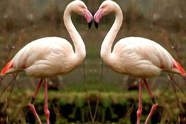 Get out and meet the flamingos at Martin Mere Wetland Centre, Burscough
