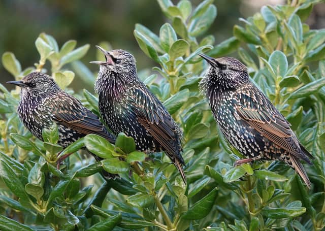 A trio of starlings in song. Picture: Adrian Thomas.