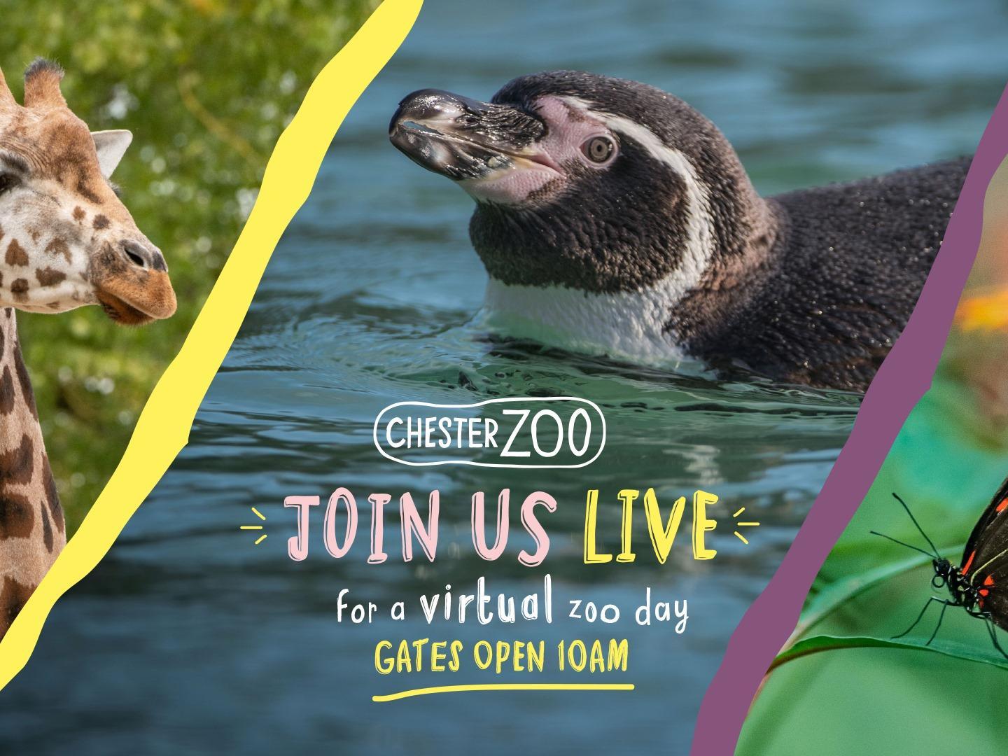 chester zoo video tour
