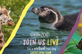 Chester Zoo's virtual tour day