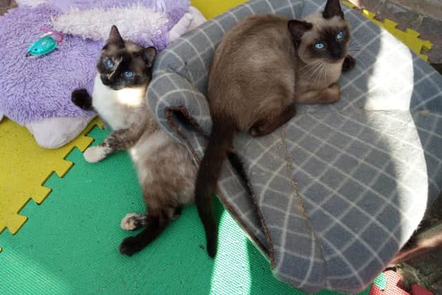 Prince and Princess, who have cerebellar hypoplasia or wobbly cat syndrome, on the mats