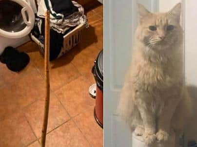Pet cat Sonny and the stick which caused catastrophic internal injuries.