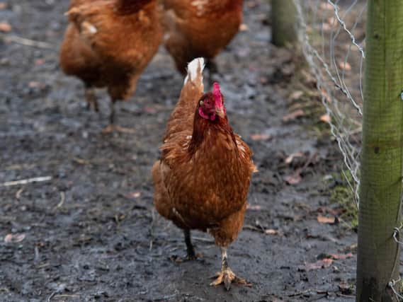 A hen rescued from a battery farm.
