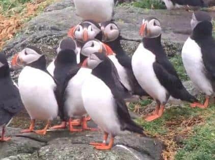 Puffin numbers are dwindling