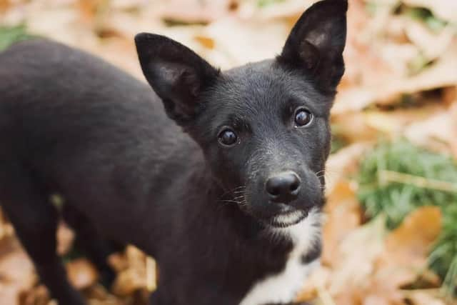 Note: This is a generic picture and is not the dog that has been infected with Alabama Rot in Leyland