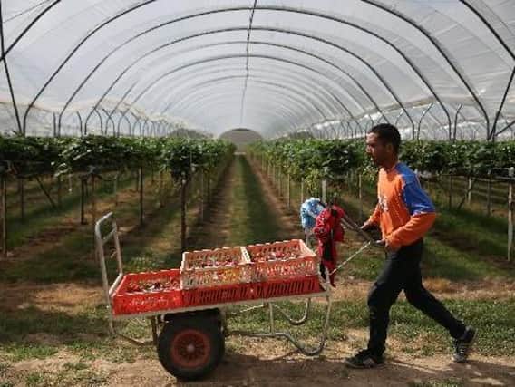 Fruit picking in the UK. Picture: Getty