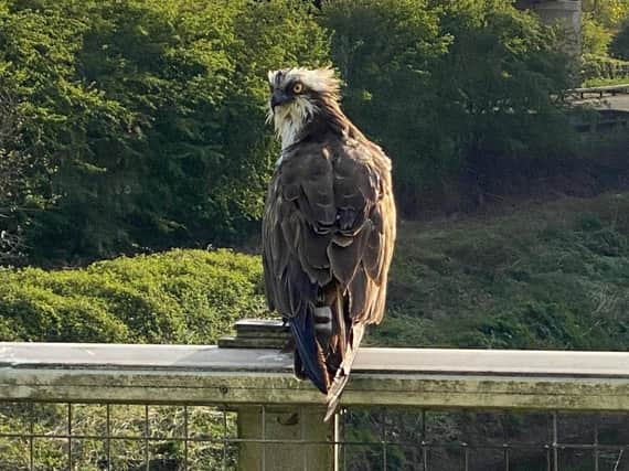 Osprey enjoying the sun and a quiet M6 on a motorway bridge over the River Ribble in Preston. Pic credit: Darren Lean