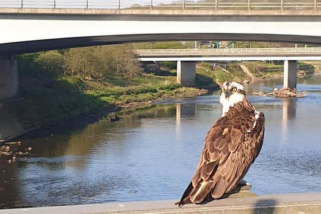 Osprey spotted on bridge over the River Ribble in Preston: Pic credit: Adam Sharples