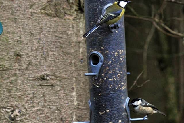 RSPB says garden wildlife sightings have increased