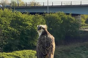 The osprey enjoying the sun on the M6 motorway bridge over the River Ribble in Preston. Pic credit: Darren Lean