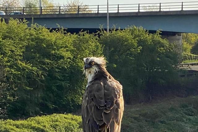 The osprey enjoying the sun on the M6 motorway bridge over the River Ribble in Preston. Pic credit: Darren Lean