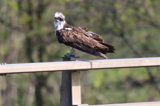 Osprey on bridge over River Ribble in Preston: Pic credit: Darren Leen