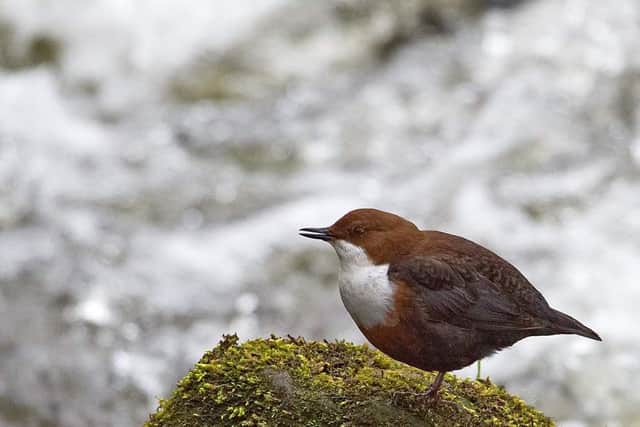 Children are learning about the great outdoors online... including The Dipper which has been the focus of one of the Trust's online topics
