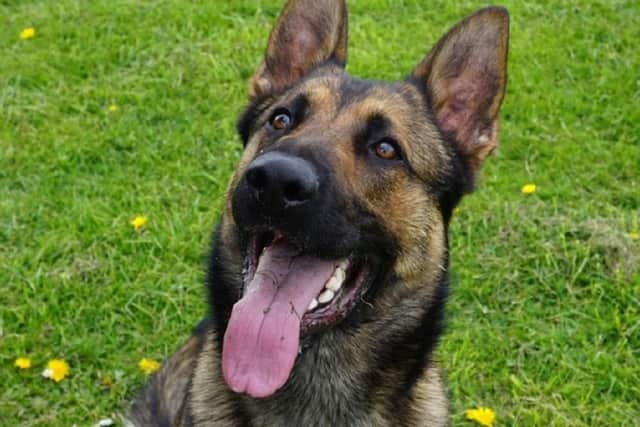 Four-year-old police dog Quantum, a Belgian malinois-German shepherd cross, who is recovering after being injured