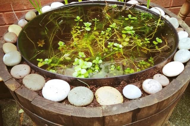 Pupils used an old Christmas tree stand to create a mini pond