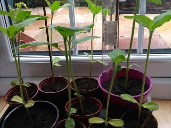 Competition is growing fast in the family sunflower championship 2020