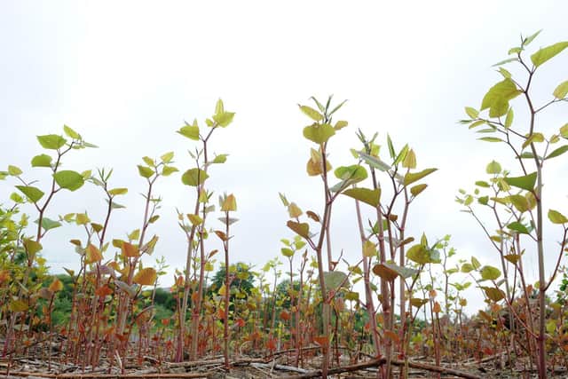 It is against the law to cause or allow Japanese knotweed to spread in the wild