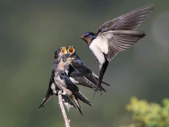A correspondent writes about swallows   Picture: Peter Tonkin / SWNS.com