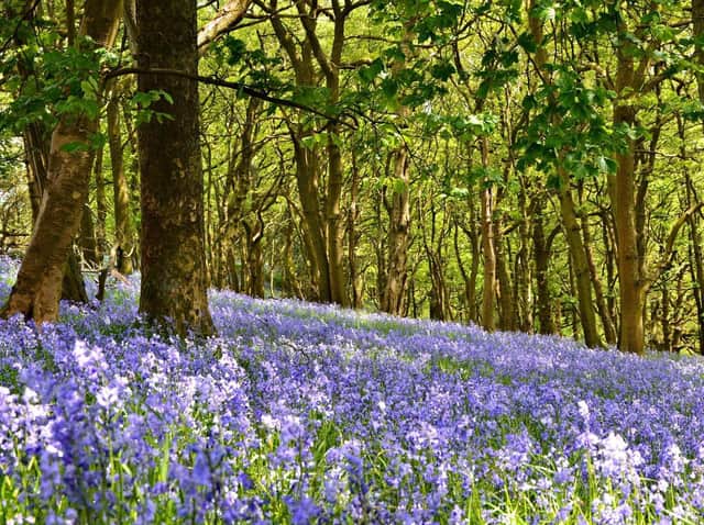 Bluebells. Picture by Steven Kidd.