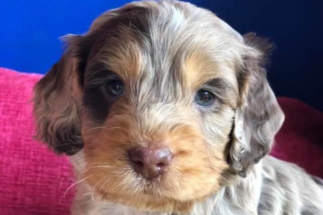 One of the Cockapoo puppies stolen from the family breeders in Tarleton.