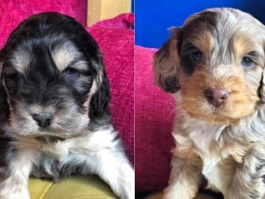 Two litters of puppies, some just three weeks old, were taken along with a number of adult dogs,including some which were pregnant. (Credit: Lancashire Police)