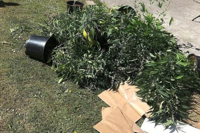 Cannabis plants found by police in Warton