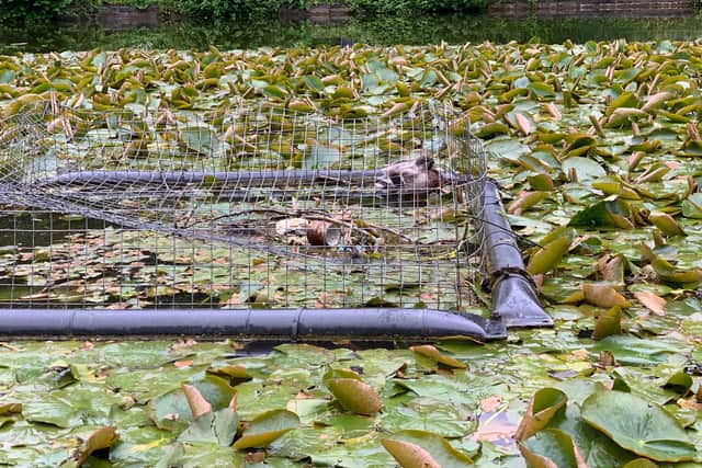 Trapped duck in a pond in Leyland