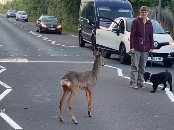 The deer with a suspected broken leg stopped traffic on Tom Benson Way early this morning (May 27). Pic credit: James Calderbank