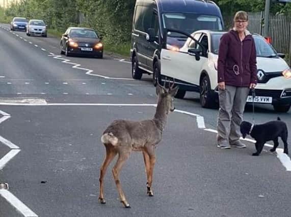 Officers 'dispatched' the injured deer after it stumbled into Tom Benson Way with a broken leg yesterday morning (May 26). Pic credit: James Calderbank
