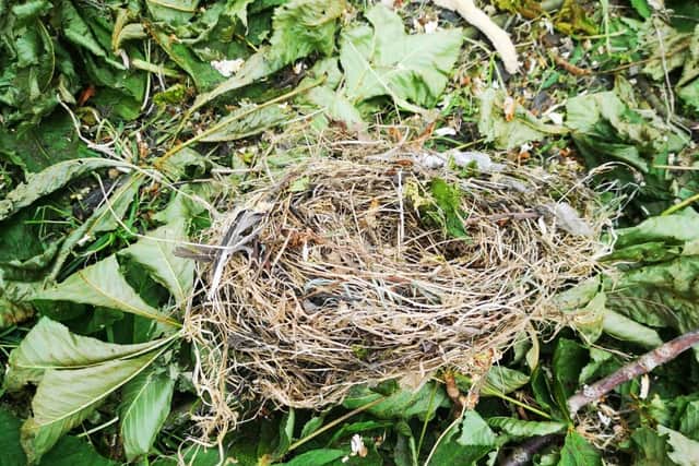A resident claims that this picture of a bird's nest on the ground was taken during clearance work at Larches House.  The site owner, Michael Patel, said that everything was being done "by the book" on the site.