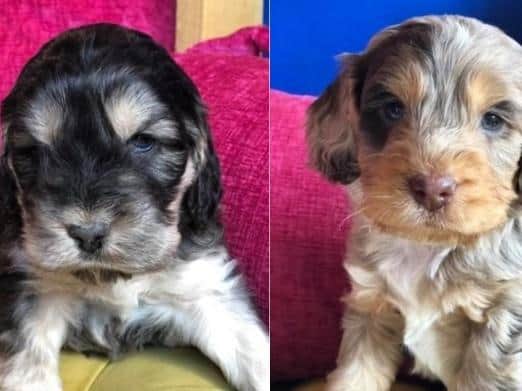 Two litters of puppies were taken along with a number of adult dogs. (Credit: Lancashire Police)