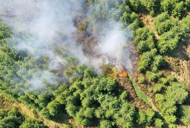 A tree plantation has caught fire Credit: Mark Ashmore Copyright: other