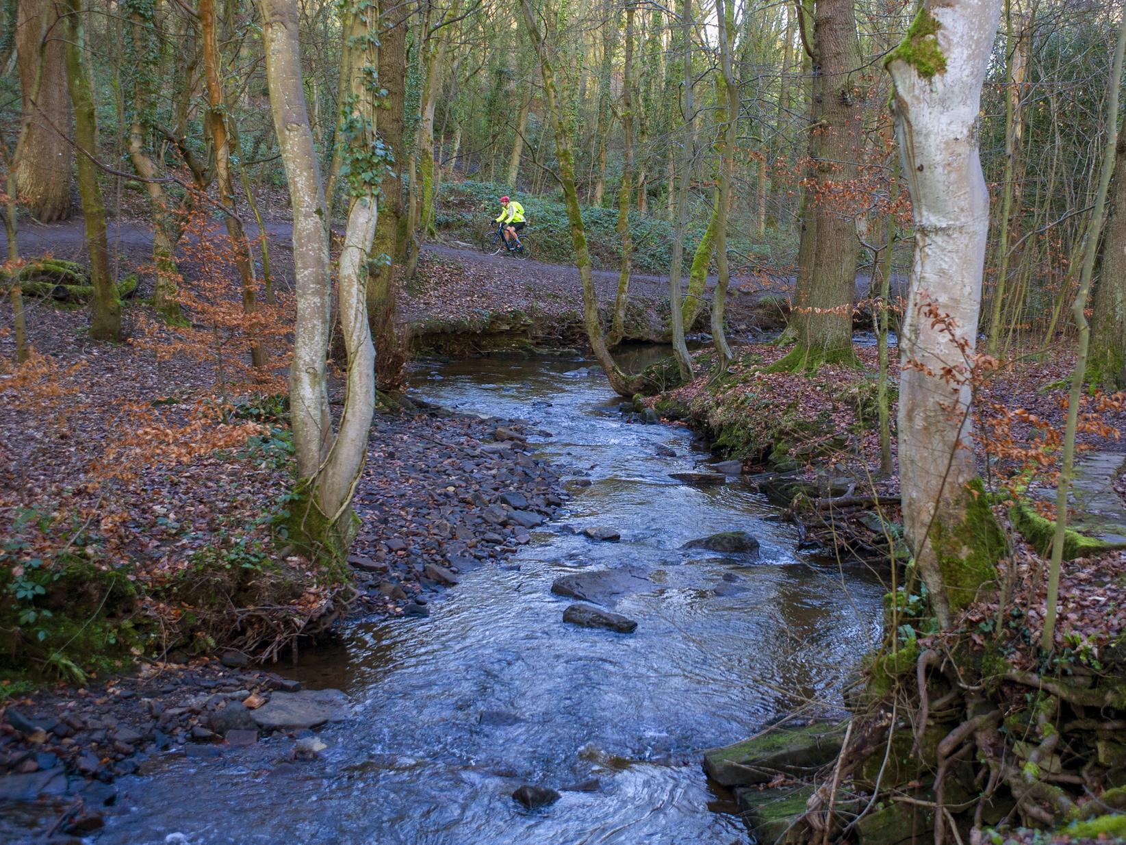 here-are-five-of-the-best-woodland-walks-in-lancashire-lancashire