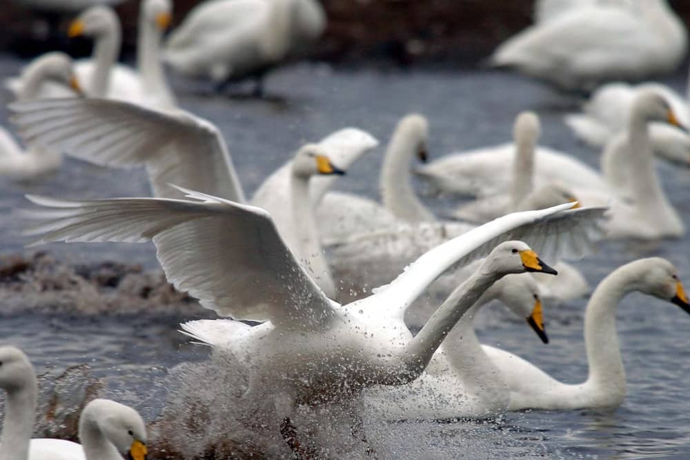 Martin Mere wetland is to reopen