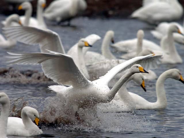 Martin Mere wetland is to reopen