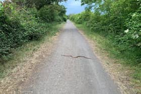 The corn snake was spotted on the cycle track towards Glasson Dock, near Aldcliffe at around 7.45pm on Tuesday (June 2). Pic: