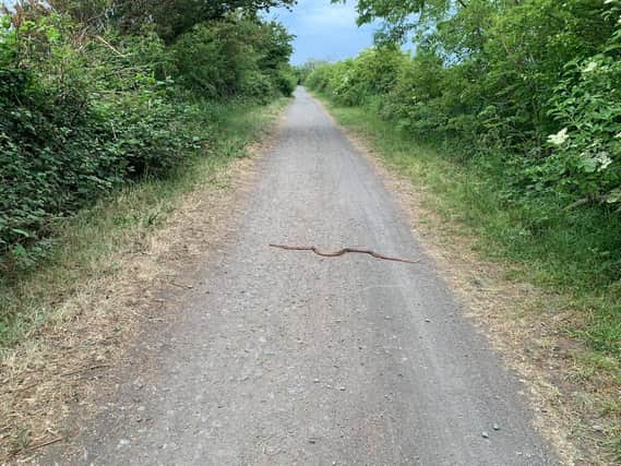The corn snake was spotted on the cycle track towards Glasson Dock, near Aldcliffe at around 7.45pm on Tuesday (June 2). Pic: