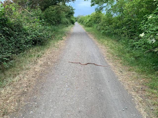 The corn snake was spotted on the cycle track towards Glasson Dock, near Aldcliffe at around 7.45pm on Tuesday (June 2). Pic: