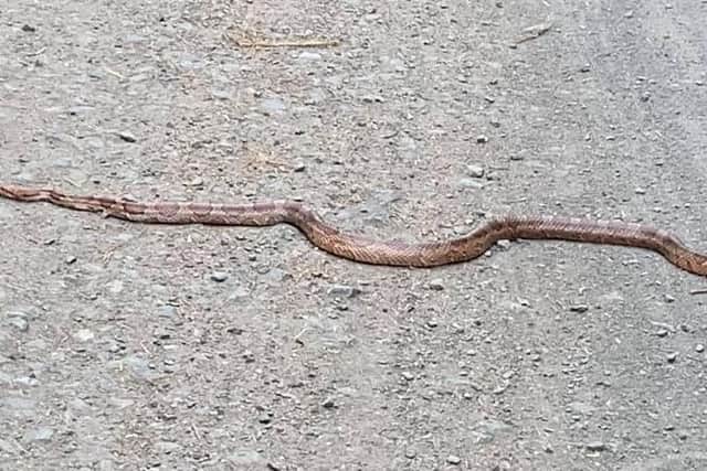 Corn snakes can bite, they are not venomous and are no threat to humans