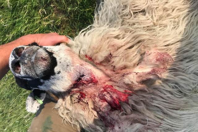 The farmer has confirmed thesheep has been treated for its injuries.