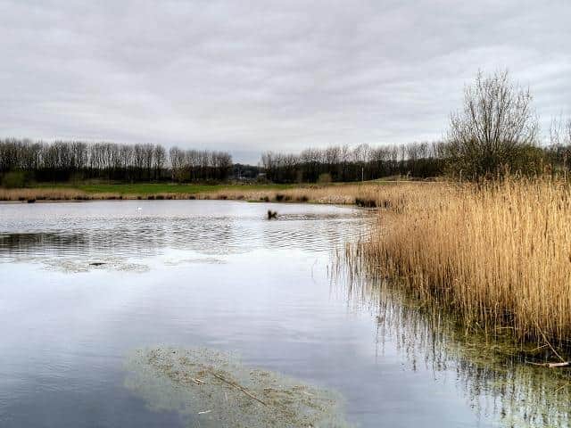 Preston's Brockholes Nature Reserve. Photo David Dixon