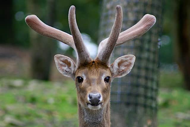 Knowsley Safari Park remains under threat. Photograph by Mike Peel