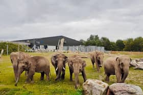 The Asian elephants at Blackpool Zoo are together at last.