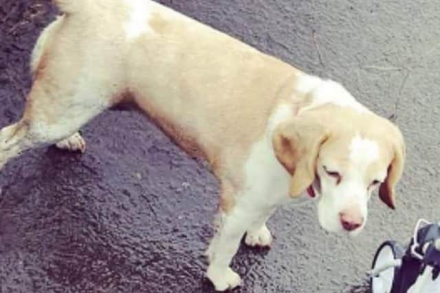 Jessie, a lemon and white Beagle, was hit on the M61 on the southbound carriageway just after junction 8 near Botany Bayat around 6-45am this morning (Monday, June 15).