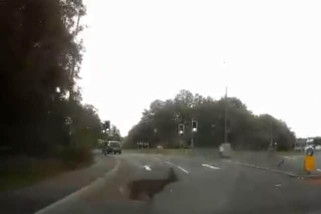 The driver had been approaching the roundabout near Bluebell Way in Fulwood when the deer suddenly darted across the road yesterday afternoon (June 17)