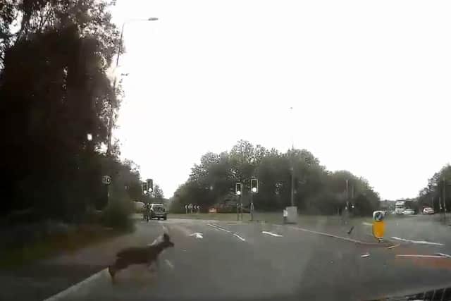 A number of deer have been spotted in the Fulwood area in recent weeks