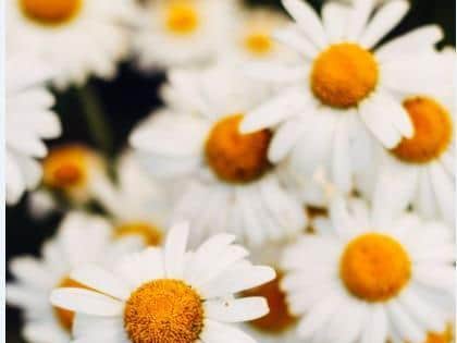 Chamomile  by NastyaSensei from Pexels