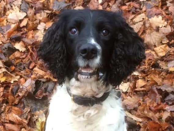 PD Flash has crossed the Rainbow Bridge after a 10-year career of catching crooks across Lancashire