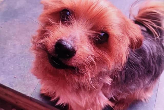 The beloved family dog, Troy, a Yorkshire terrier also died. Pic: Cumbria Police
